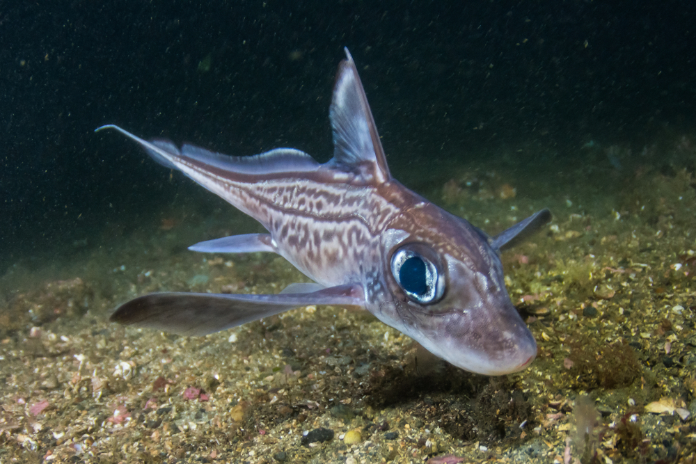 Chimaera monstrosa Linnaeus, 1758